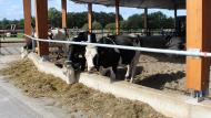 De nieuwe Nederlandse minister van Landbouw Piet Adema wil in een convenant afspraken maken over een dierwaardige veehouderij.