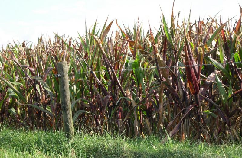 Korte planten en roodverkleuring als gevolg van droogte