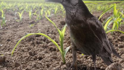 Dit jaar problemen met vogelvraat in maïs gehad? 