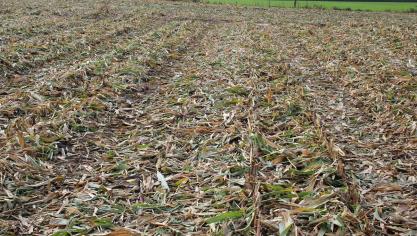 Maïsstro wat achterblijft na de oogst van maïs als MKS verbetert de bodemvruchtbaarheid