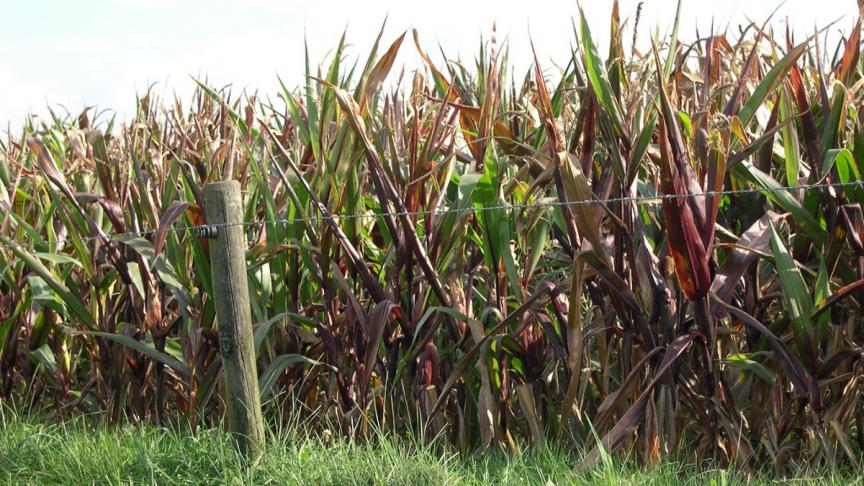 Korte planten en roodverkleuring als gevolg van droogte