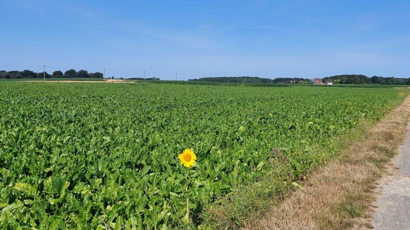 Meerdere bietenvelden overschreden vorige week de drempel voor Cercospora.