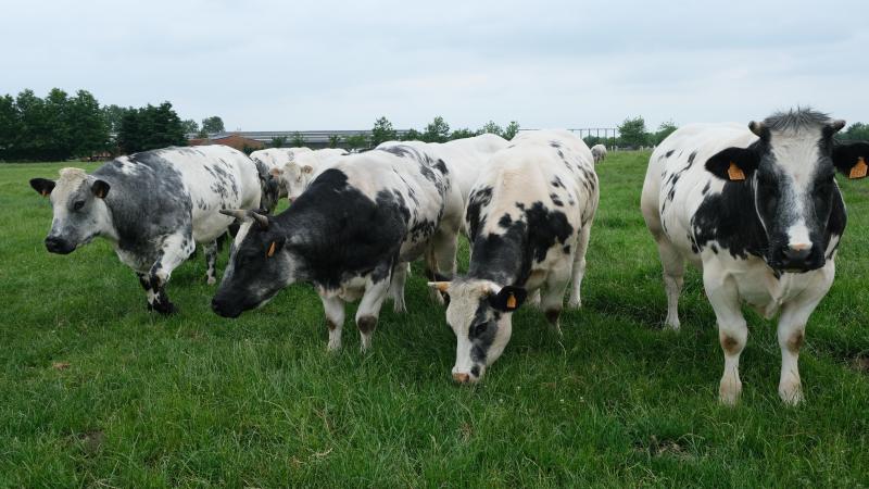De marktprijzen voor Belgisch witblauw rundvee zijn stabiel, meldt Coevia.