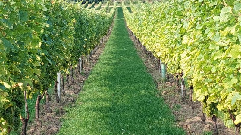 57% van de Belgen heeft al eens een glas Belgische wijn geproefd, maar slechts 3% drinkt geregeld Belgische wijn.