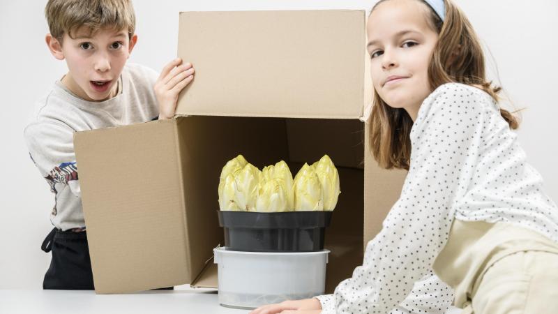 20 jaar geleden aten we in België gemiddeld nog 4 kg witloof per jaar. Dat cijfer is vandaag gedaald tot 3 kg per persoon.