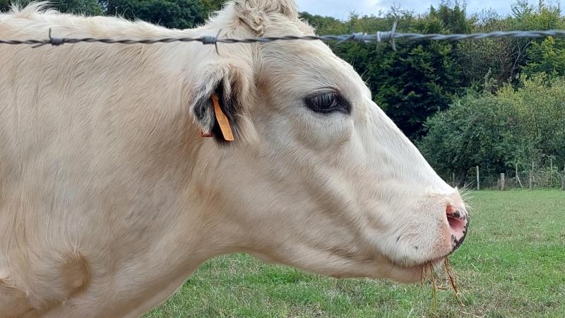 Coevia meldt stabiele prijzen voor Belgisch witblauw rundvee.