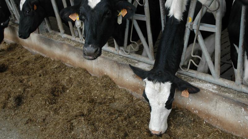 Op economisch vlak was, in de periode van deze pilootstudie, een rantsoen met MUBT interessanter.