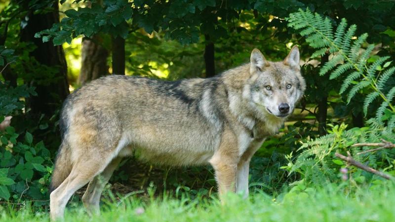 Volgens Hilde Vautmans moet er een beleid zijn dat is afgestemd op de groeiende populatie wolven.