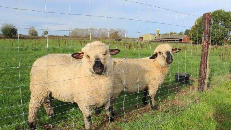 Voor de sluiting was de situatie al precair voor schapen- en geitenouders die een inkomen willen realiseren via de korte keten.