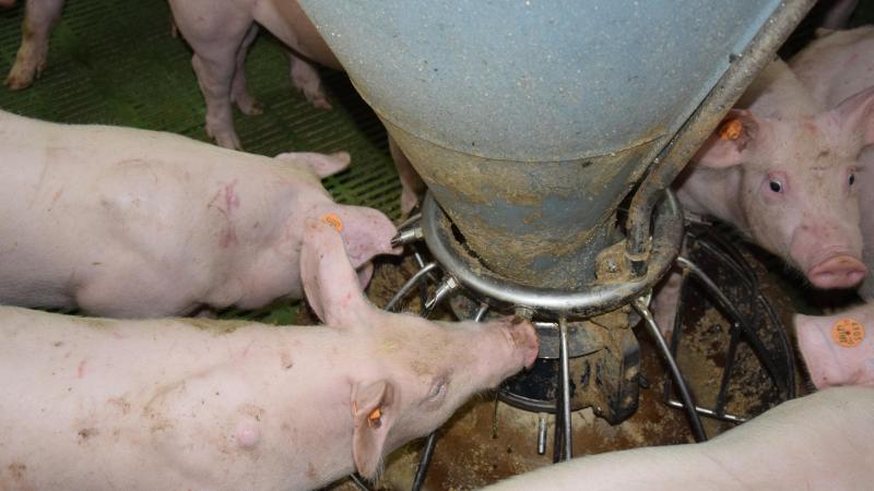 Een internationaal team onderzoekt wat de risico’s zijn op AVP-overdracht via voeder.