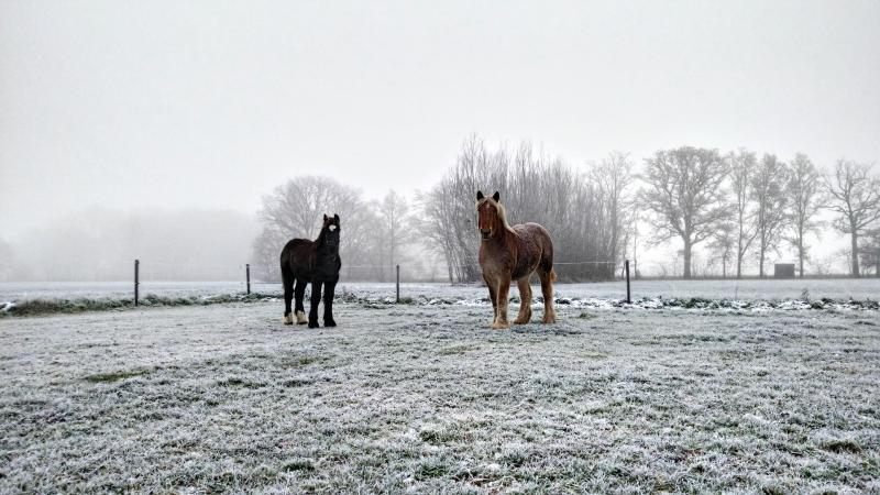Trekpaarden genieten van de weidegang, ook al is het koud. De naam zegt alles: ‘koudbloeden’.