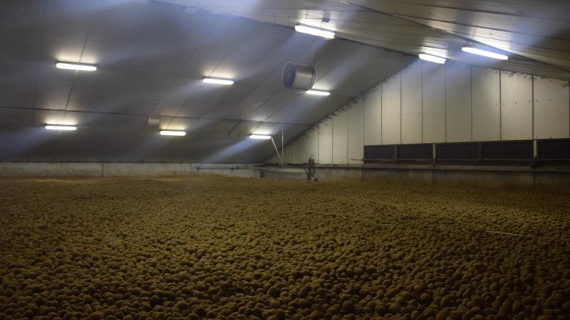 De eerste signalen zijn dat de frietindustrie in Nederland met forse verhogingen van de contractprijzen komt.