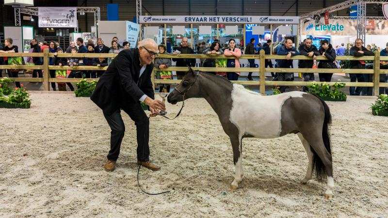 De miniatuurpaardjes stelen de show op zaterdag 14 januari in hal 8.