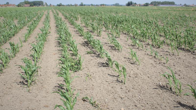 Voor de droogte tijdens de zomer van 2022 werden bij het Vlaams Rampenfonds 871 schademeldingen gemaakt voor een geraamd totaal schadebedrag van 57 miljoen euro.