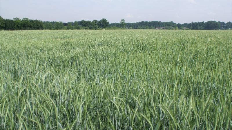 Op de Belgische rassenlijst is een nieuw ras triticale opgenomen.