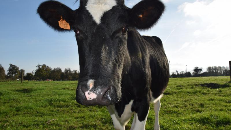 Tot nu toe werd alleen zware sterfte door botulisme bij melkkoeien vergoed.