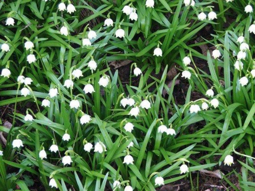Leucojum vernum of het lenteklokje doet het goed in de lichte schaduw op vochtige, voedselrijke bodems.