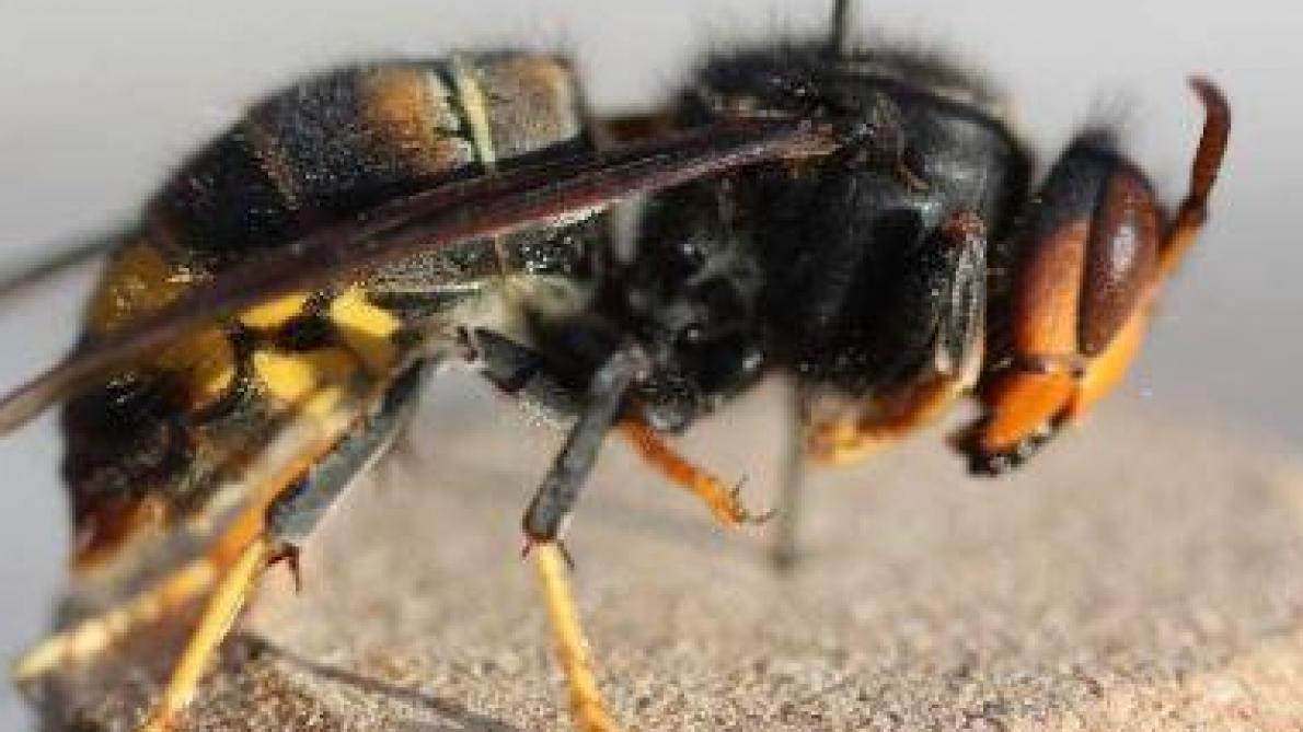 Imkers gewaarschuwd voor eerste ‘Aziatische hoornaar’ in Vlaanderen