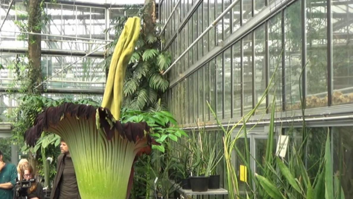 "Grootste reuzenaronskelk ooit in België" bloeit in Gentse plantentuin