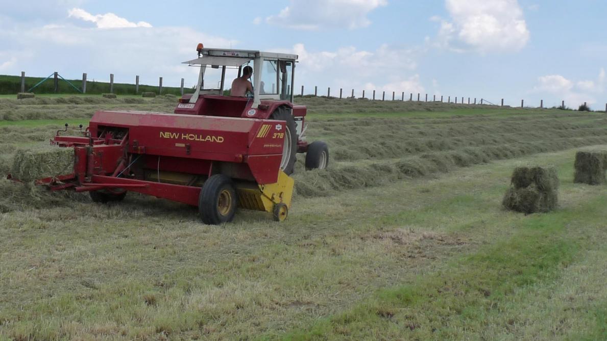Aandachtspunten bij hooi voor paarden Landbouwleven