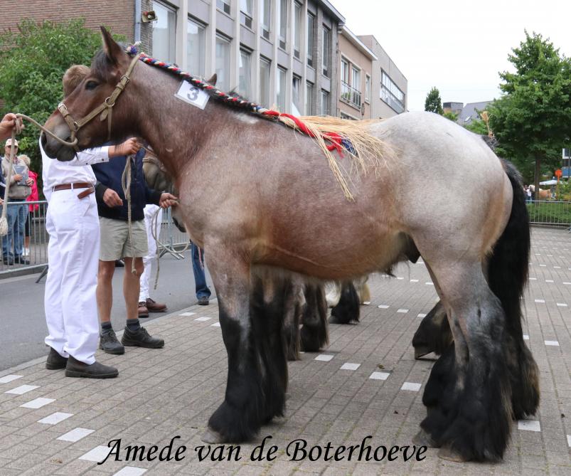 Amedee van de Boterhoeve, eerste prijs bij de hengstveulens geboren in 2016. Eig.: Luc & Ignace Imschoot uit Beervelde.