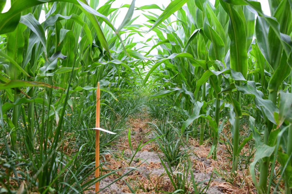 Op de proefhoeve testen onderzoekers onderzaai van groenbemester  rietzwenkgras in maïs.