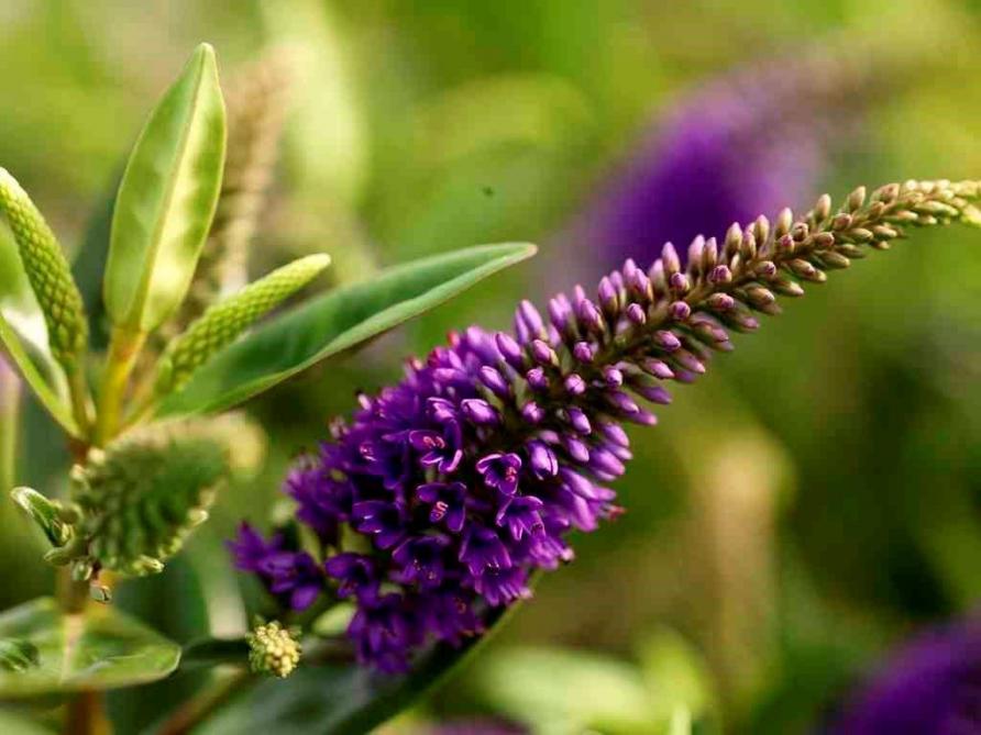 kanker Portier Alabama Hebe: de ideale plant voor een langdurig zomerse sfeer - Landbouwleven