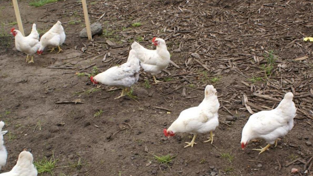 Vogelgriep - Tijdelijke bufferzones opgeheven in Couvin, Trazegnies en Hertain