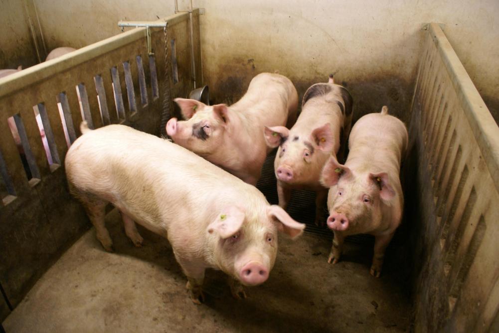 De varkensstapel daalt verder en  bereikt zijn laagste niveau in 30 jaar.