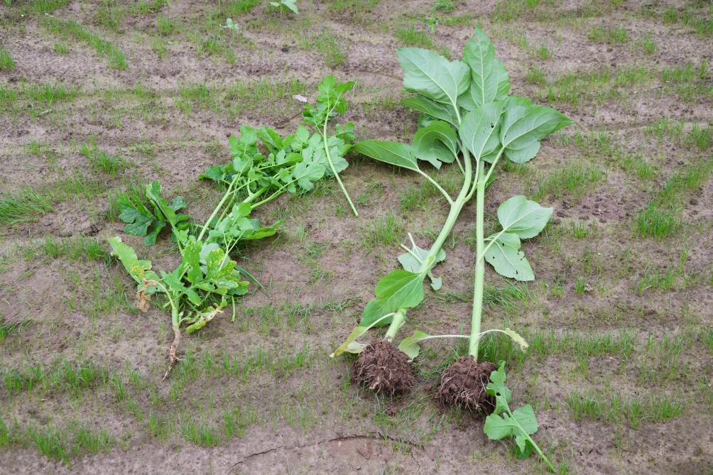 Zonnebloem (rechts) geeft een enorme droge stofopbrengst per hectare. Greencover Humus combineert het met gele mosterd (links) en Japanse haver.