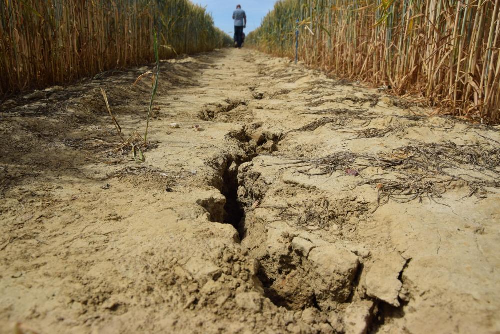 Extreme droogte voorspeld - Landbouwleven
