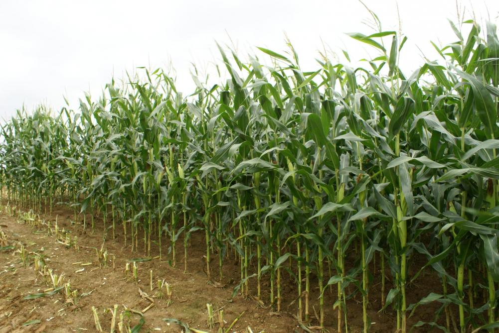 Men zoekt deelnemers met maïs in gebiedstype 2 of 3.