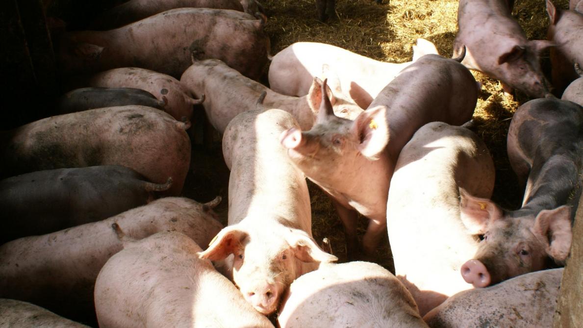 De onderzochte regio geldt als meest intensieve varkensregio van  Nederland.
