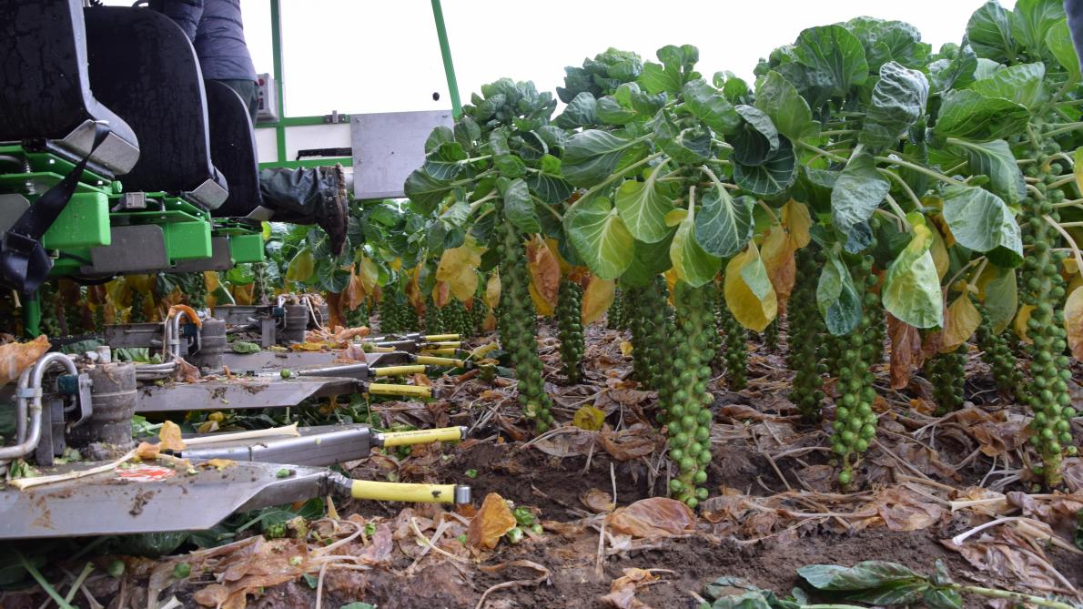 Lekkere spruitjes recepten; 10x van soep tot gebakken of geroosterd Wanneer we het hebben over spruitjes, is het vaak niet de eerste groente die in ons hoofd opkomt. Vanwege de bittere smaak vindt niet iedereen dit even lekker. Maar dat hoeft niet zo te zijn! Spruitjes zijn namelijk niet alleen voedzaam, en kunnen zeker ook erg lekker zijn.