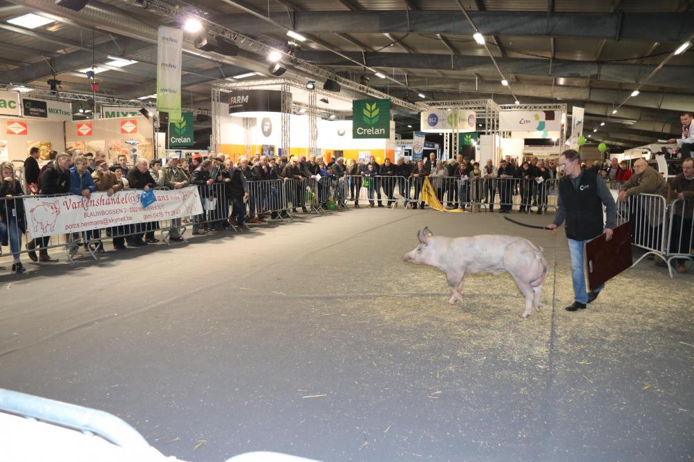 Lengte En Massale Bespiering Zetten De Toon Op Varkensprijskamp In Weelde Landbouwleven