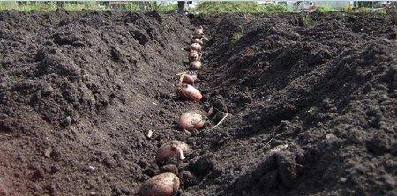 de teelt van vroege aardappelen landbouwleven