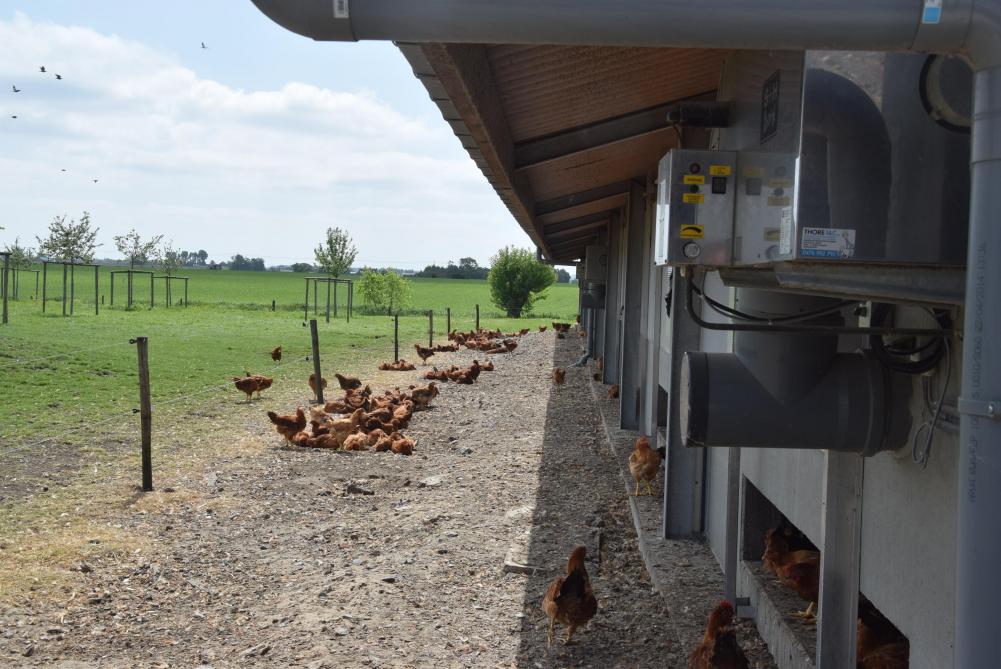 Biokippen houden is dieren houden zoals het in de buik aanvoelt Landbouwleven