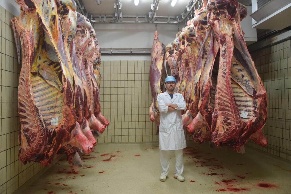 Runderslachthuis Matanza slacht nog even halal - Landbouwleven