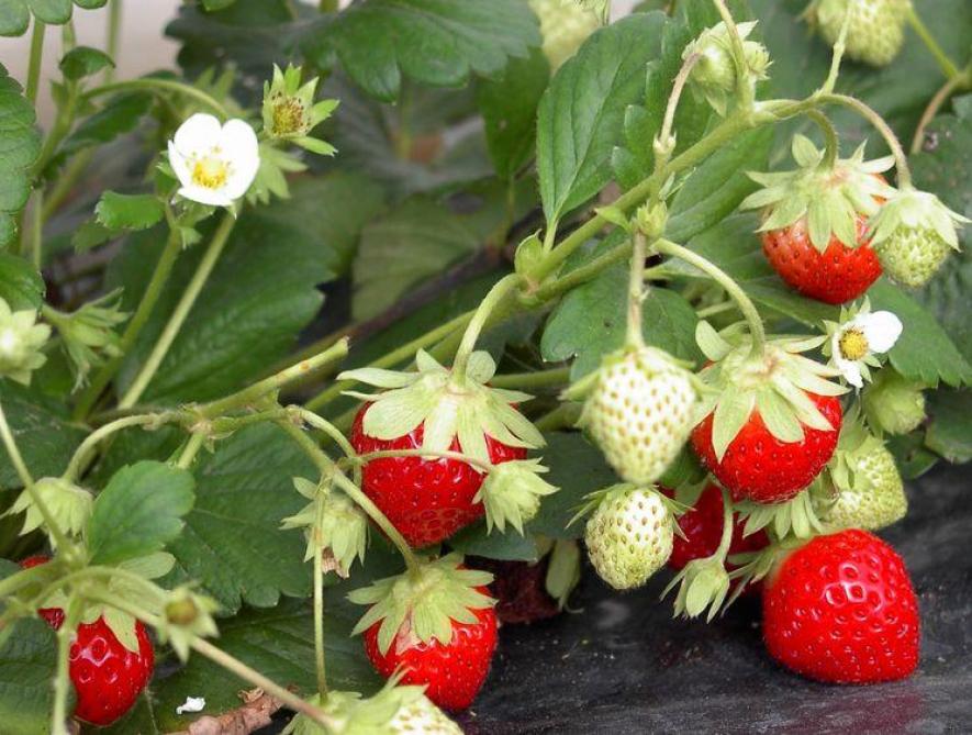 aardbeien plant je nu of in het voorjaar landbouwleven