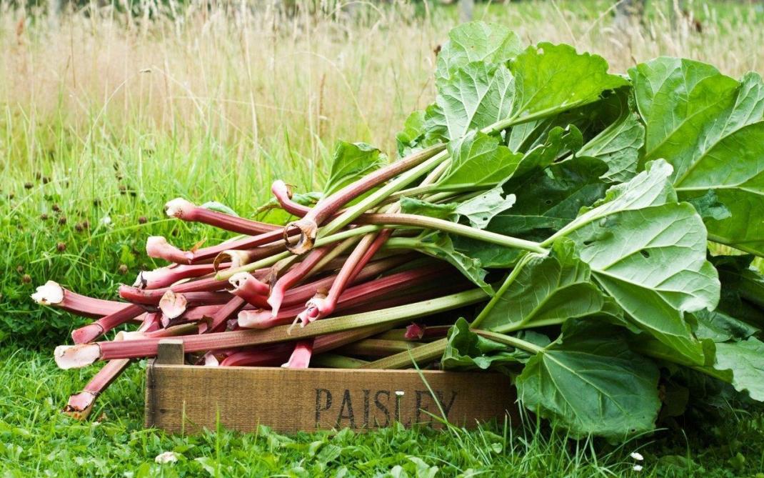 rabarber: een zure plant voor zoete bereidingen - landbouwleven
