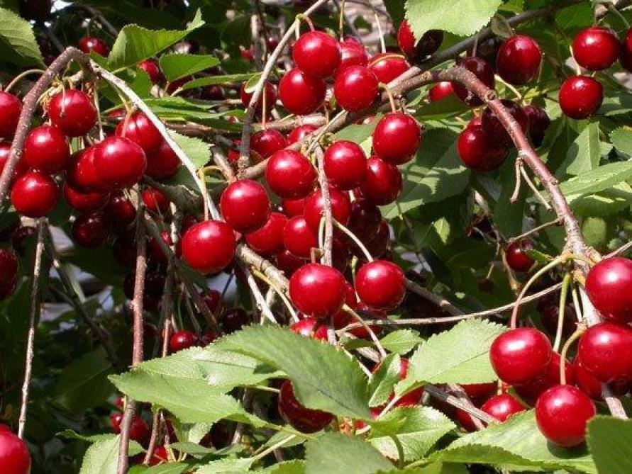Zoete kersen of zure krieken? Landbouwleven