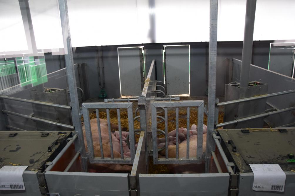 Danbred-zeugen Babette (l.) en Alice (r.) en hun kersverse biggen hebben vrije uitloop.