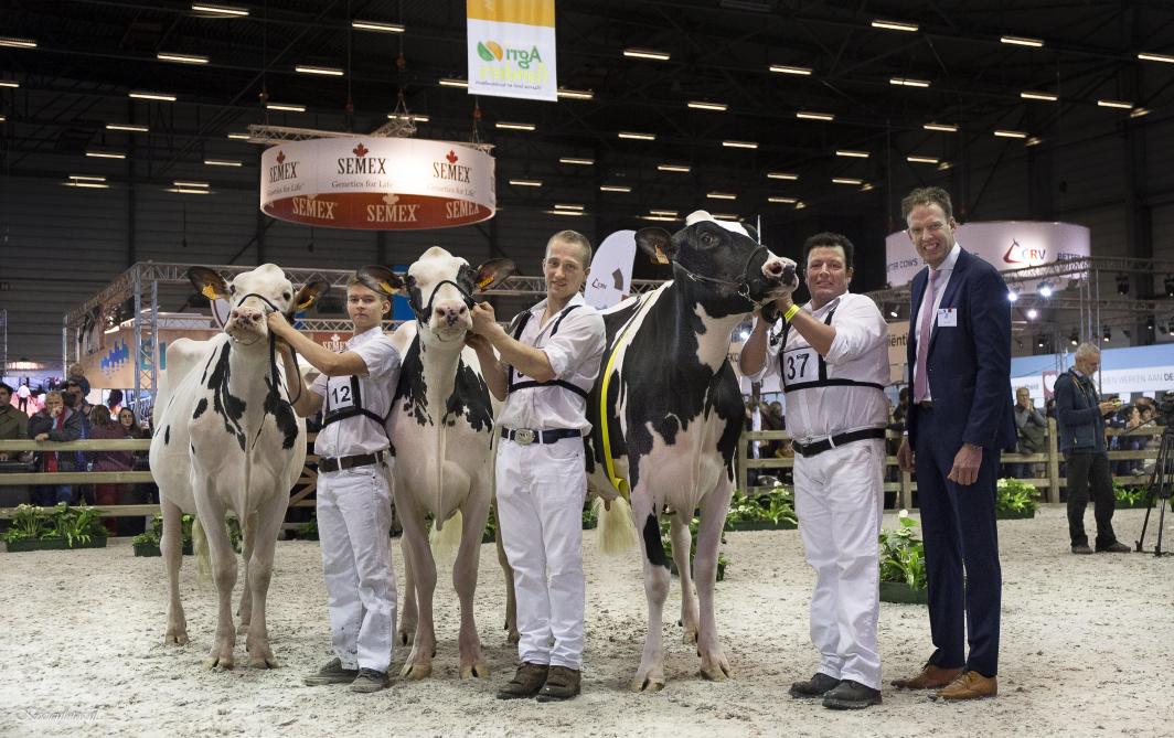 Vlnr: de kampioene Jong Lilac Hilltop Holsteins van Filip Maelfait (Hulste), de reservekampioene Octane Alana van Van Hoof-Boonen Holsteins lv (Mortsel) en de eervolle vermelding Liann ten Ruysschaert van Geert Mazereel (Reninge)