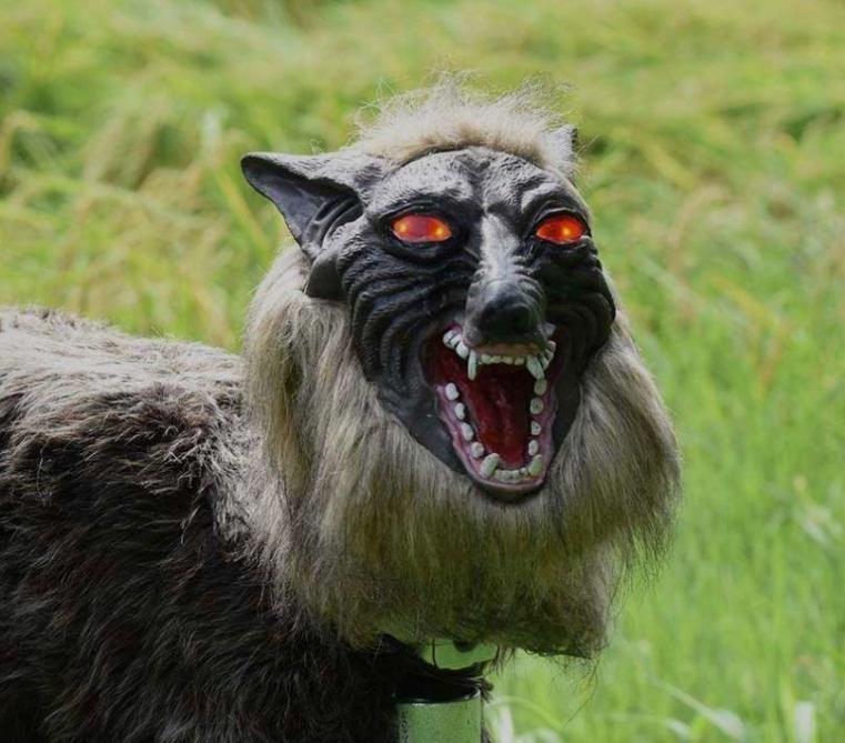 De lieve boze wolf – Kleuteruniversiteit