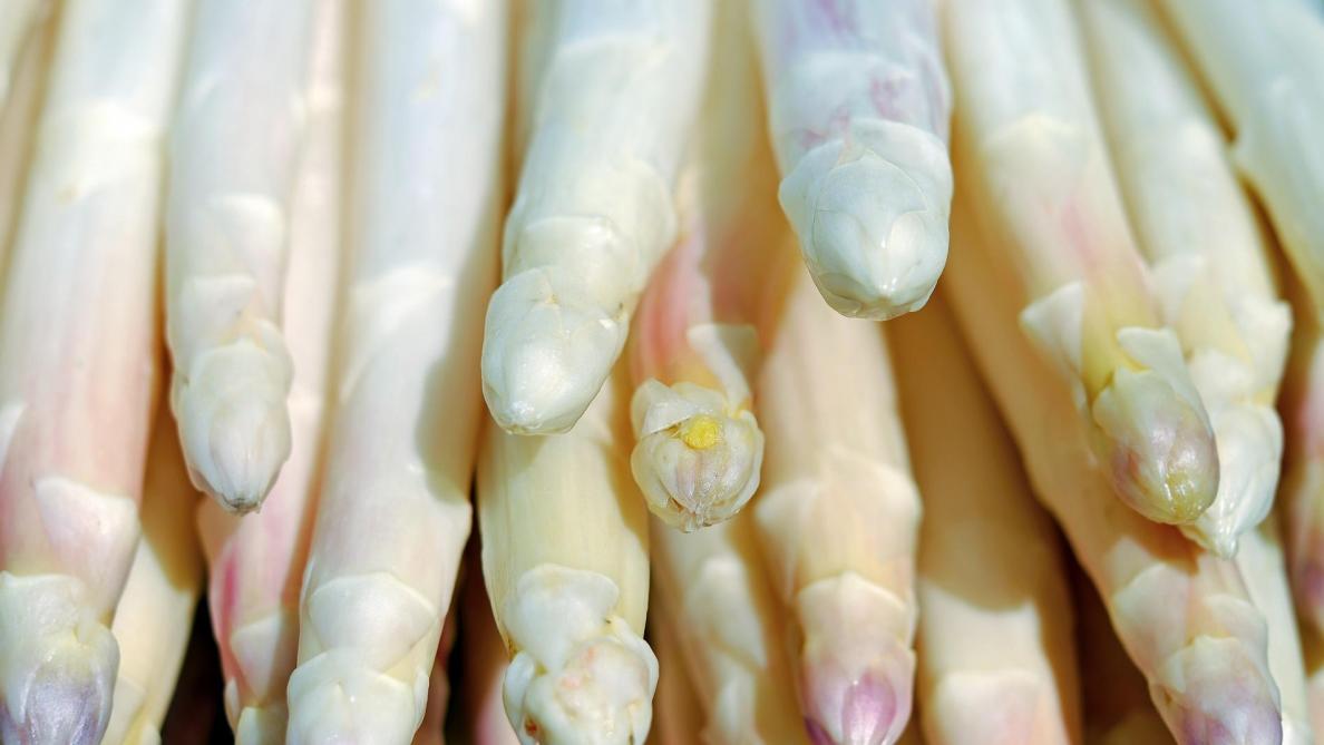 Nieuwe aspergeseizoen van start Landbouwleven