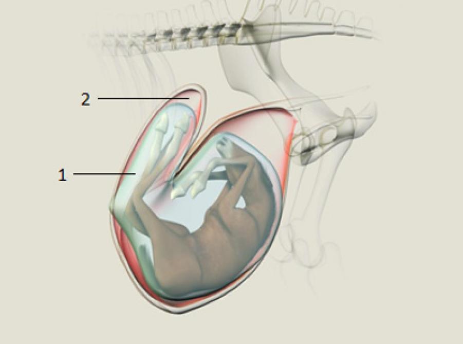 Figuur 1: Ligging van het veulen omgeven door de foetale membranen in de baarmoeder bij een merrie aan het einde van de dracht (Foal in Mare; Jan Govaere, UGent).