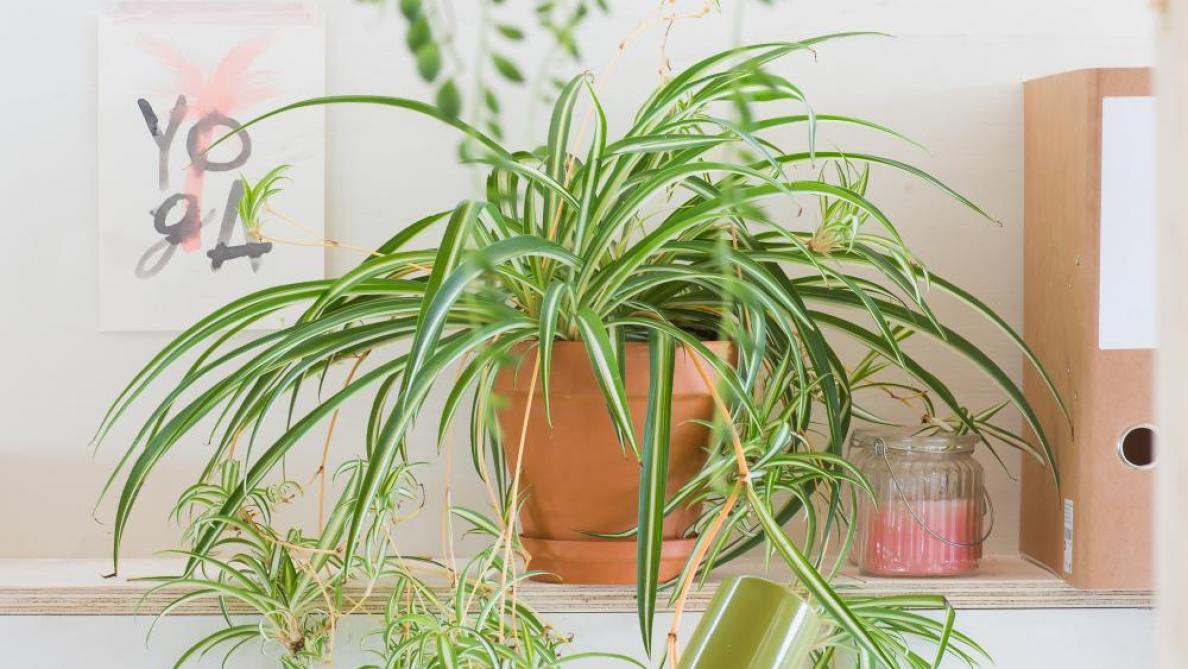 Graslelie is een van de meest luchtzuiverende planten binnenshuis.