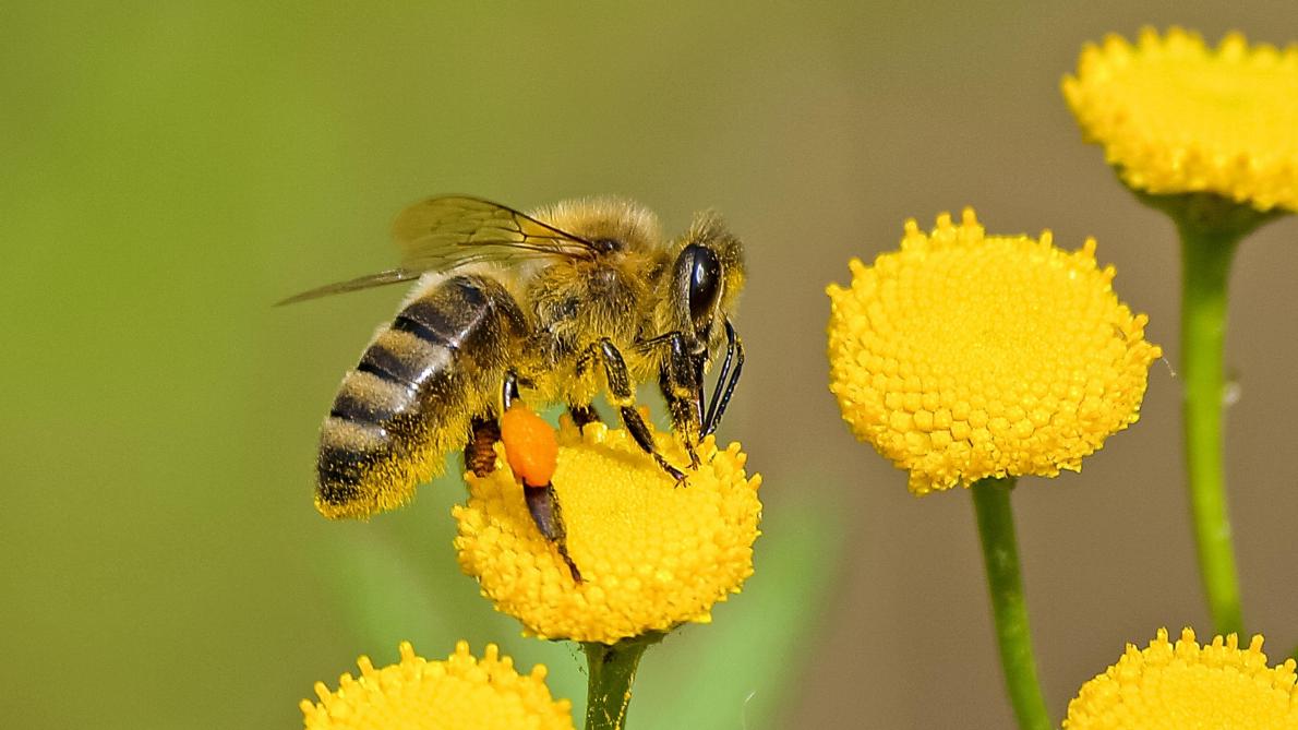 Op de wereldwijde dag van de bij vraagt de VN aandacht voor de problematische effecten van de bijensterfte.