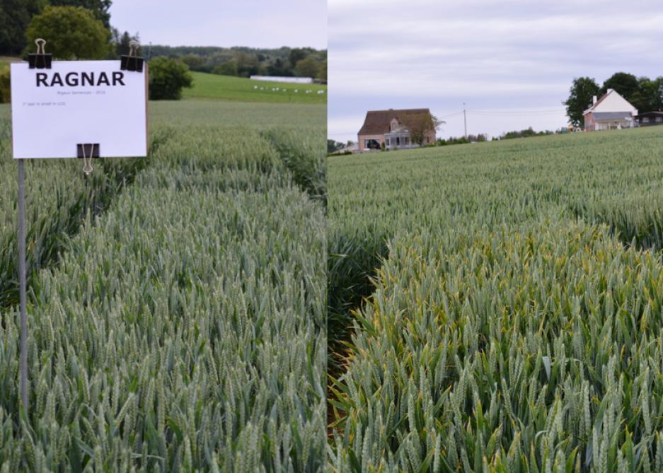 Net omwille van de roestgevoeligheid ziet Vandaele een moeilijke toekomst in de rassenproeven voor Ragnar (Rigaux Semences). Links met fungicidebehandelingen, rechts zonder.