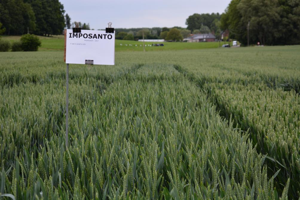 Imposanto (Phytosystem) toont zich eerder roestgevoelig.